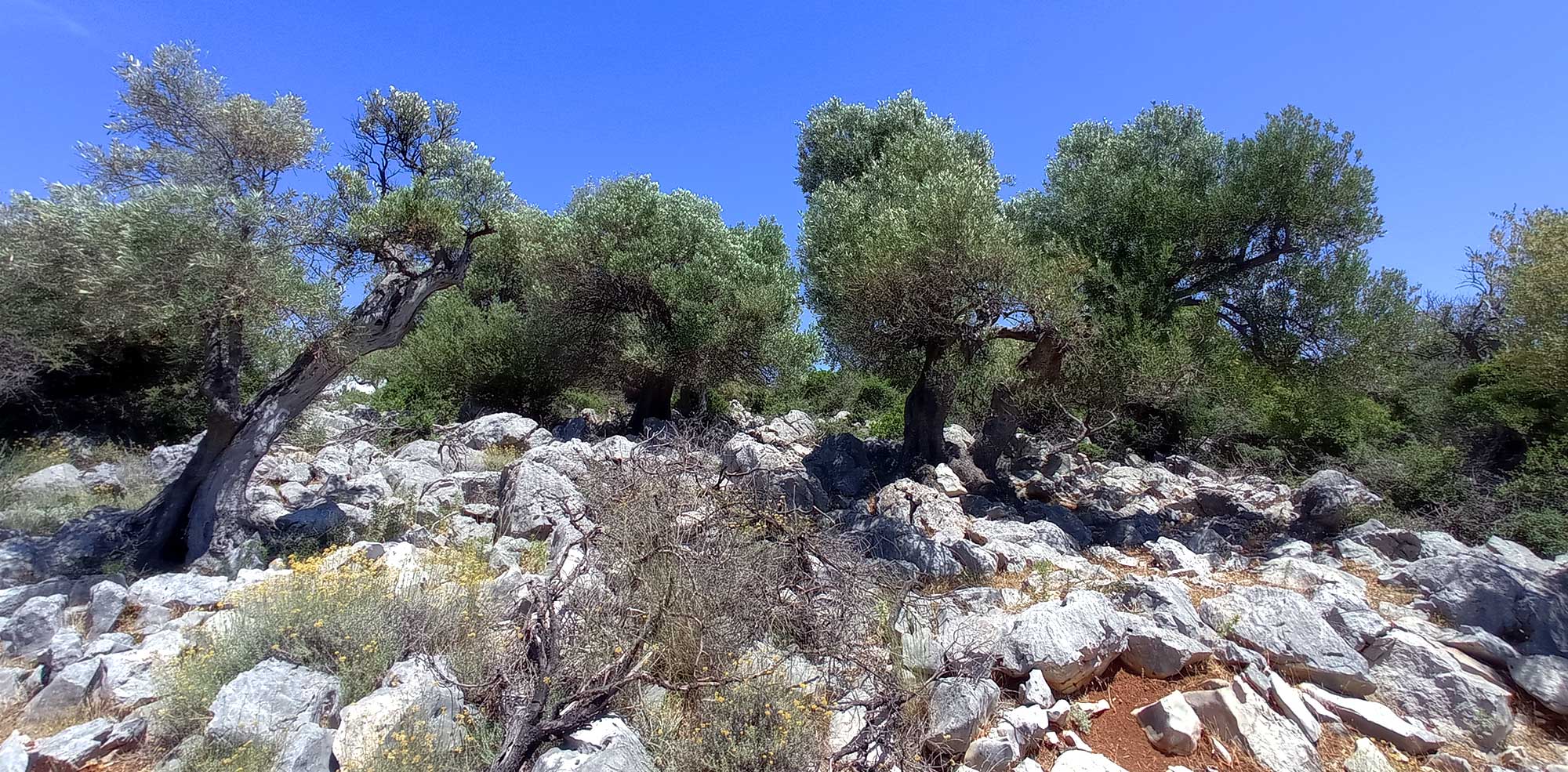 Ancient Olive Groves