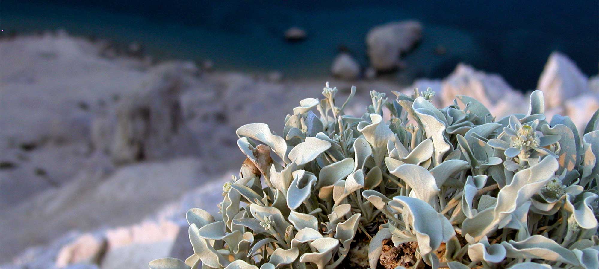 Fields of Sage